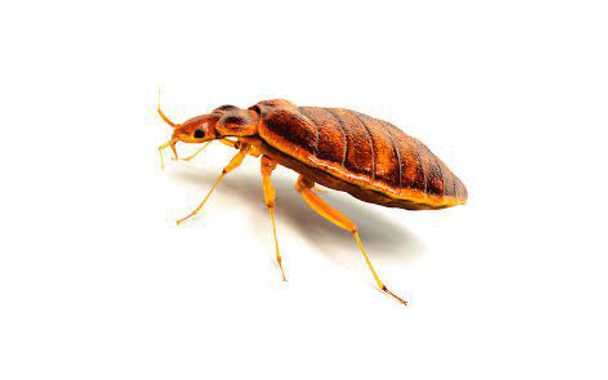 Bed Bug Control